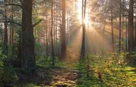 Öffentlicher Thementag: Die neue Generation & ihre Wälder