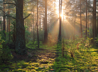 Öffentlicher Thementag: Die neue Generation & ihre Wälder