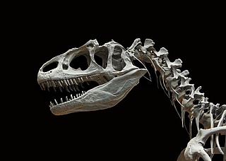 Dinosaurier – Zeitreise in das Erdmittelalter