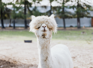 Muttertag auf der Alpaka-Weide
