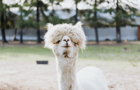 Muttertag auf der Alpaka-Weide