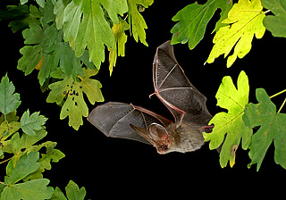 Batnight