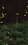 Lichterzauber im Sommerwald