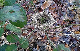 Naturentdecker unterwegs