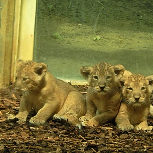 Löwen-Nachwuchs im Frankfurter Zoo stellt sich vor