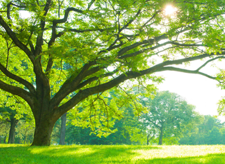 Eine Reise durch's Erfahrungsfeld