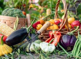 SolaWi Schmitten Tag der offenen Tür