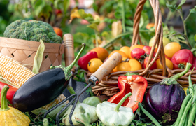 SolaWi Schmitten Tag der offenen Tür