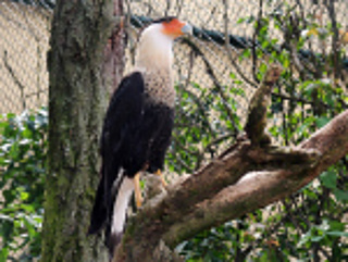 Wer fliegt denn da? Die Freiflughalle in den Faust-Vogelhallen