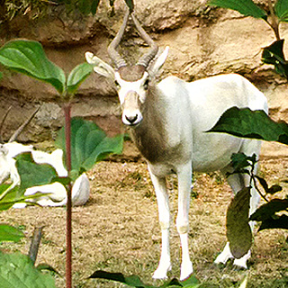 Neues Zuhause für drei Addax-Antilopen