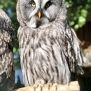 Vogelpark Schotten