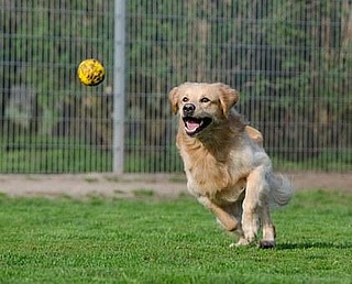 Besuch im Tierheim mit Erwerb des kleinen Hundediploms