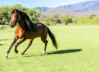 Unterwegs bei den Wildpferden