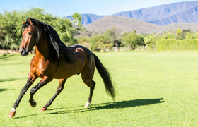 Unterwegs bei den Wildpferden