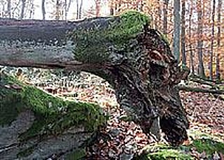 Waldbaden für Kinder