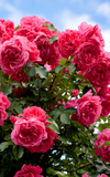 Steinfurther Rosenfest