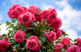 Steinfurther Rosenfest