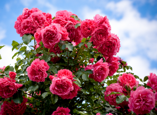 Steinfurther Rosenfest