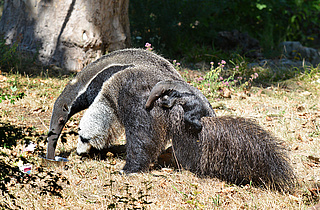 Lebendiges Lernen im Jugendclub des Frankfurter Zoos