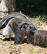 Zoo Frankfurt