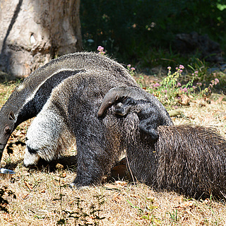 Lebendiges Lernen im Jugendclub des Frankfurter Zoos