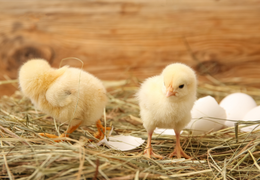 Küken schlüpfen