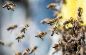 Die Bienen und ihre wilden Schwestern