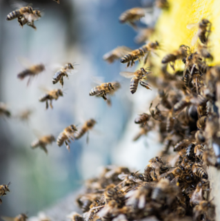 Die Bienen und ihre wilden Schwestern