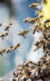 Die Bienen und ihre wilden Schwestern