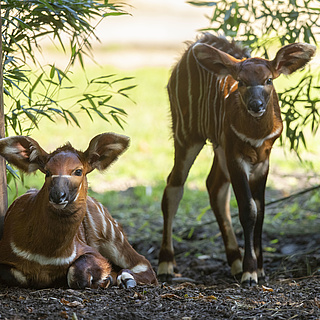 Neues aus dem Zoo Frankfurt