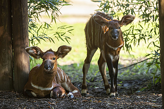 Neues aus dem Zoo Frankfurt