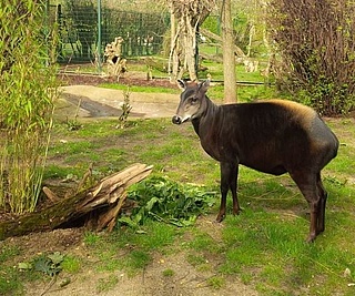 Tier-des-Monats-Special: Gelbrückenducker