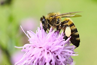 Honigfrühstück mit Bienenrennen