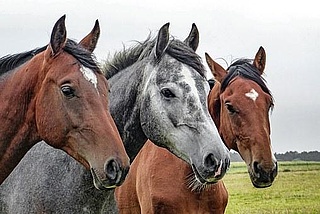 Reiten auf der Glückswiese