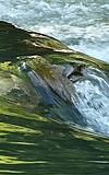 Wasserforscher