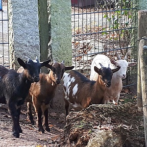 Zuwachs bei den Afrikanischen Bergziegen