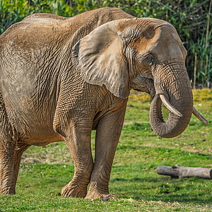 Elefanten-Einsatz in Kronberg: Feuerwehr rettet Lilak im Opel-Zoo