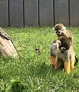 Vogelpark Schotten