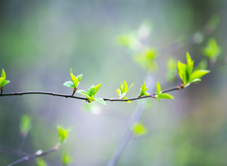 Alter Flugplatz – Neuer Urwald