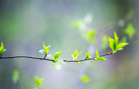 Alter Flugplatz – Neuer Urwald