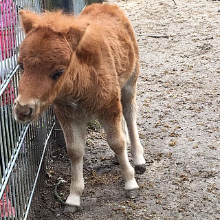 Ausflugstipp: Ehrenamtliche Tierliebe seit 100 Jahren