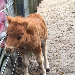 Ausflugstipp: Ehrenamtliche Tierliebe seit 100 Jahren