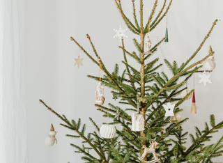 Zoo Vivarium Darmstadt nimmt am 9. Januar 2026 wieder Bio Weihnachtsbäume an