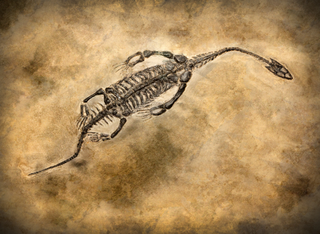 Expedition Museum: Fossilien – Schätze aus der Erde