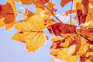 Herbstfest am Schillerplatz 