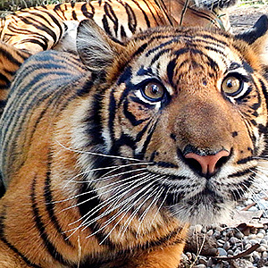 Aktionstag zum "Tag des Tigers"