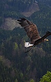 Falknervorführung: Akrobaten der Lüfte