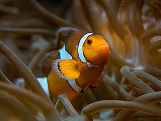 Findet Nemo im Exotarium!
