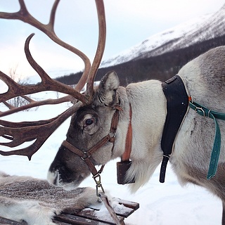 So ticken die Tiere des Weihnachtsmanns