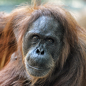 Abschied von Orang-Utan Djambi